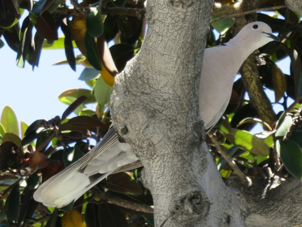 White bird on a tree branch surrounded by leaves.