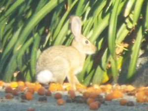 Rabbit by the side of the road with seed pods.
