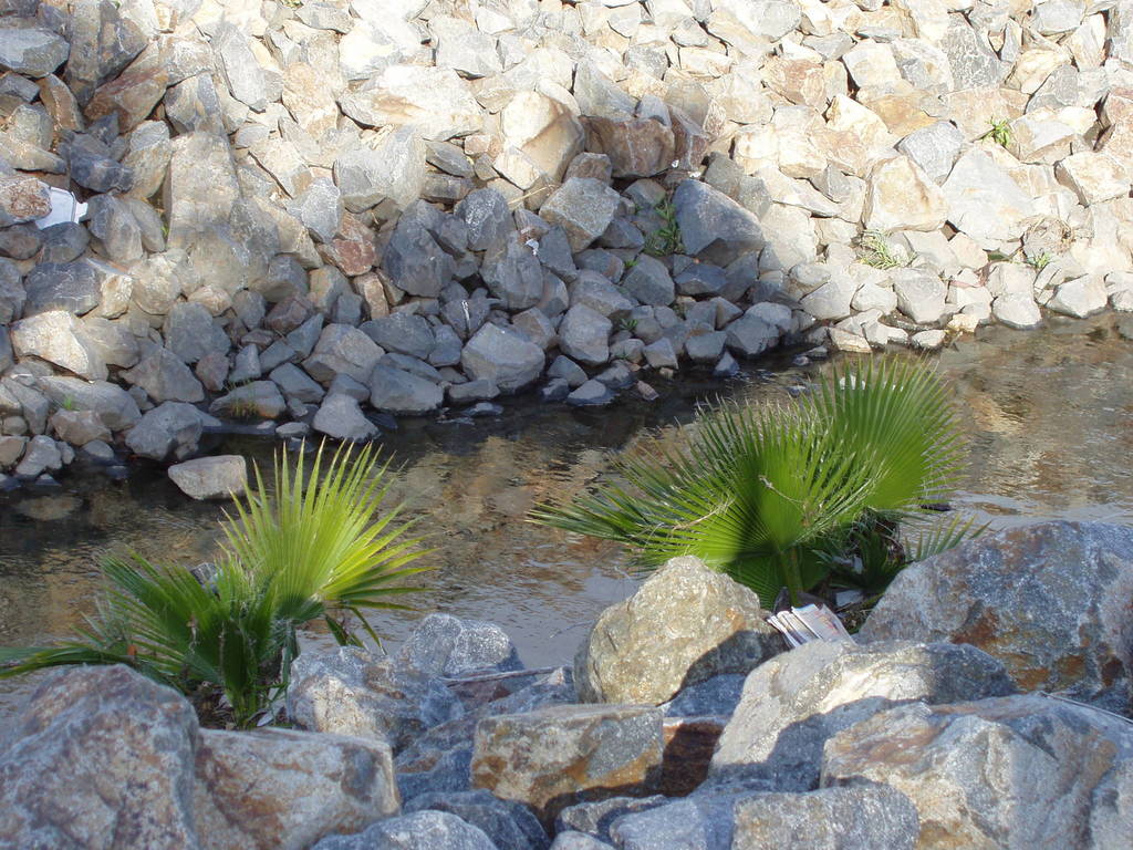 California Fan Palm