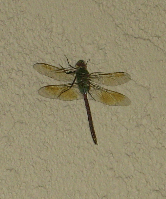 Common Green Darner