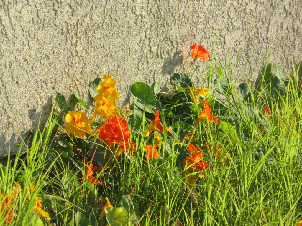 Tropaeolum