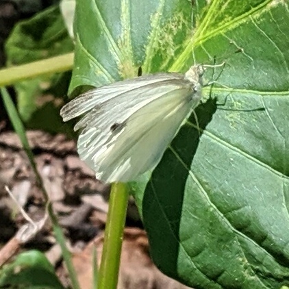 Garden Whites