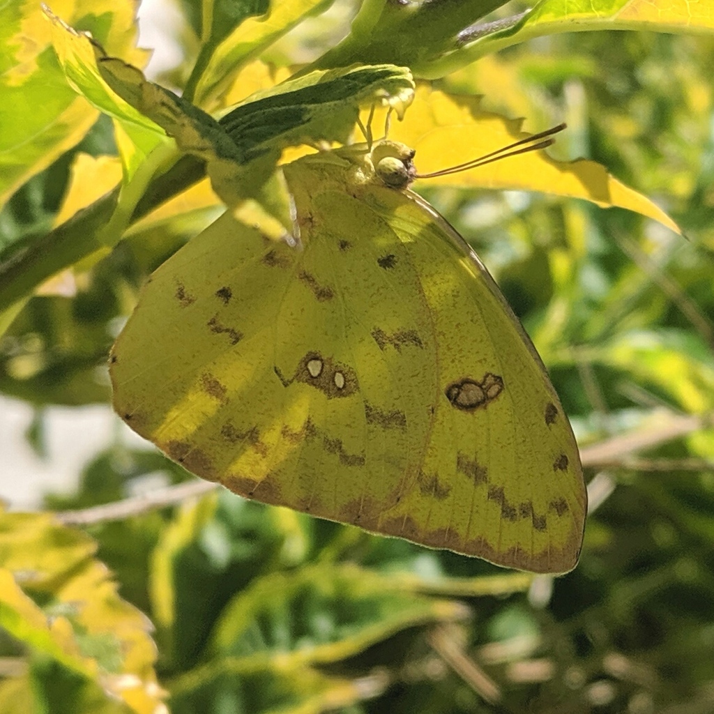 Yellow butterfly on yellow-green leaves