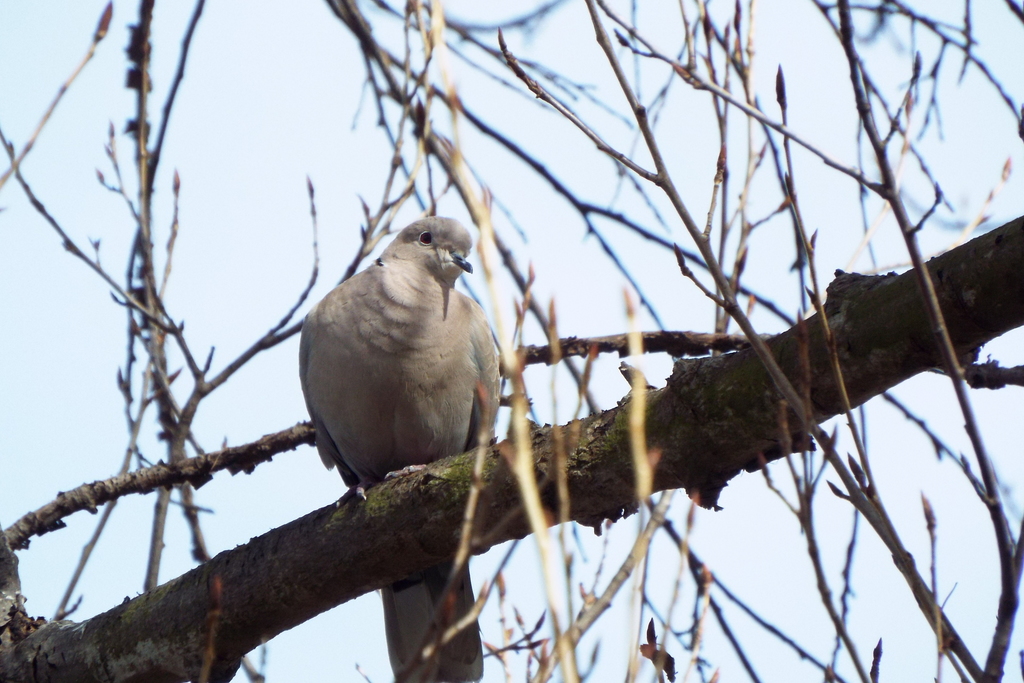 Turtle Doves and Collared Doves