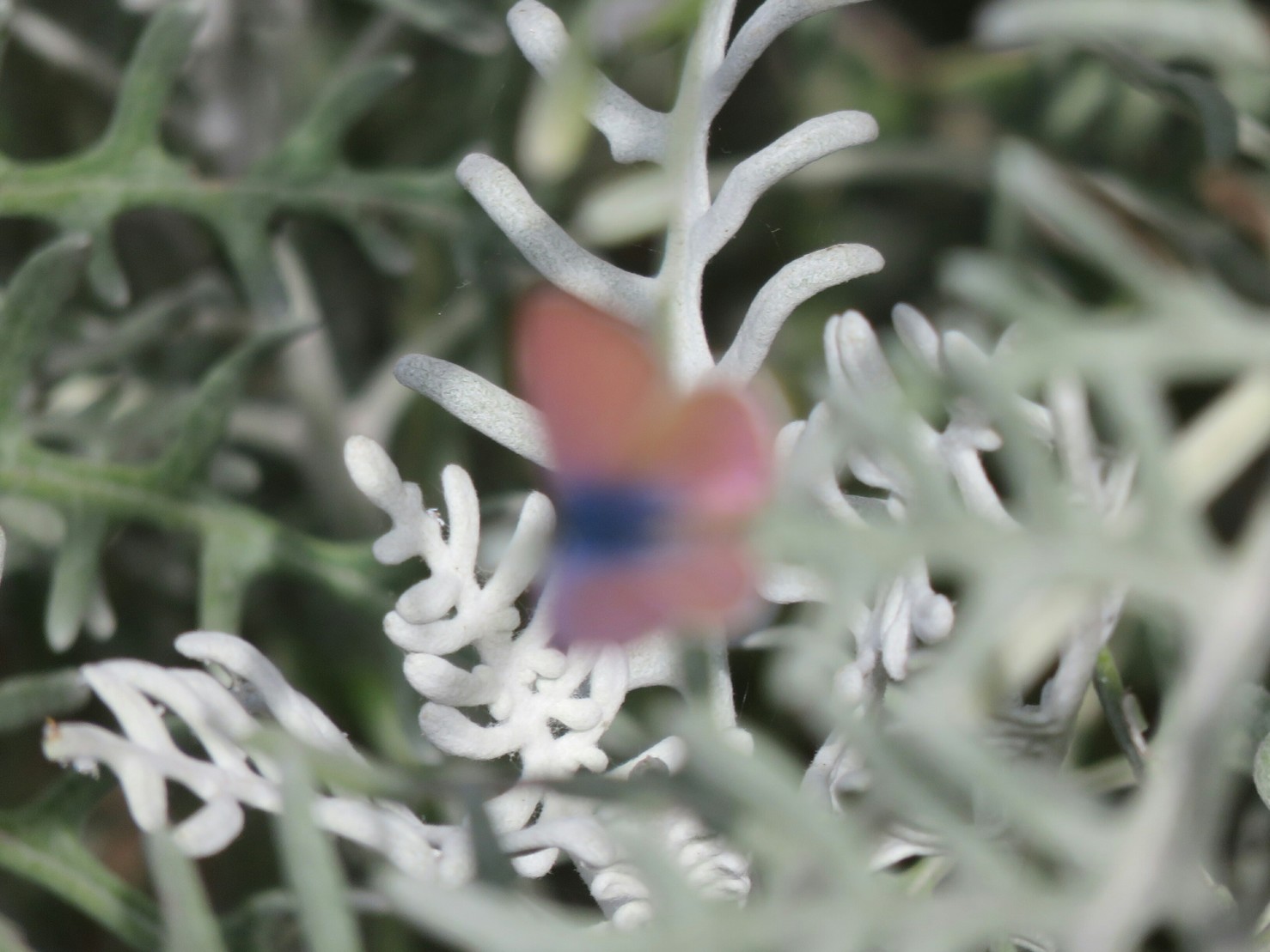 #FotoFails I saw a gorgeous Marine Blue #butterfly that actually paused long enough for me ...