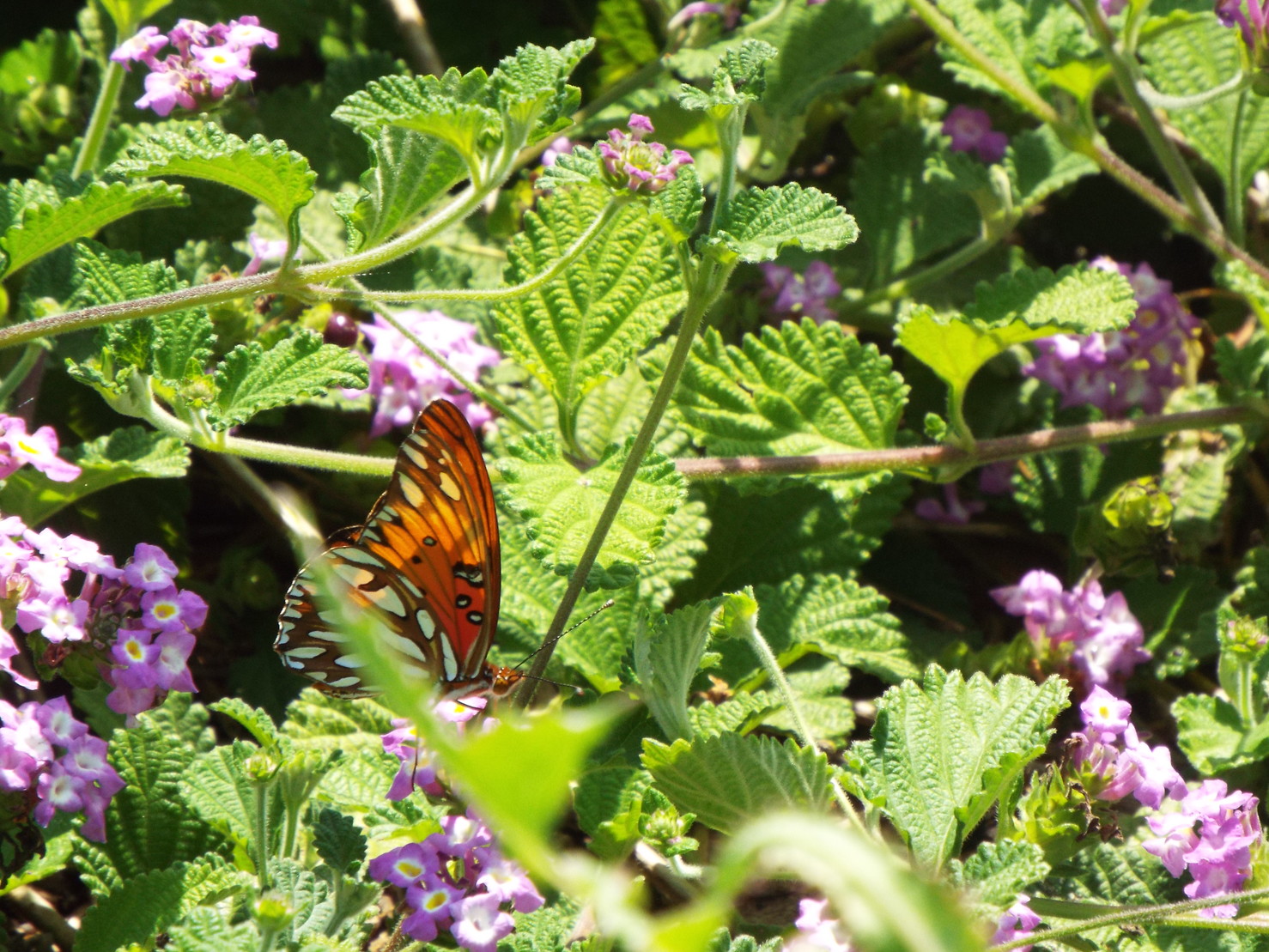 A Gulf Fritillary butterfly. A few weeks ago at the same gardens, I saw tons ...