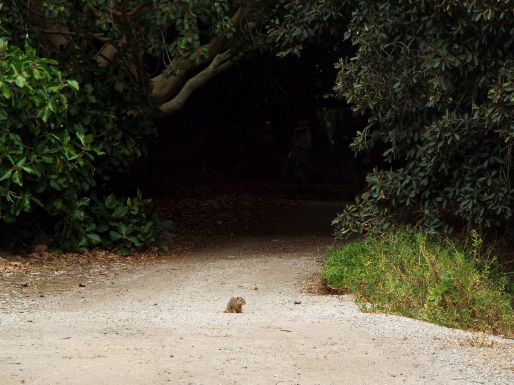 A dirt road leads into a dark tunnel through trees. A tiny squirrel sits alone, in the middle of the path, outside the shadow.