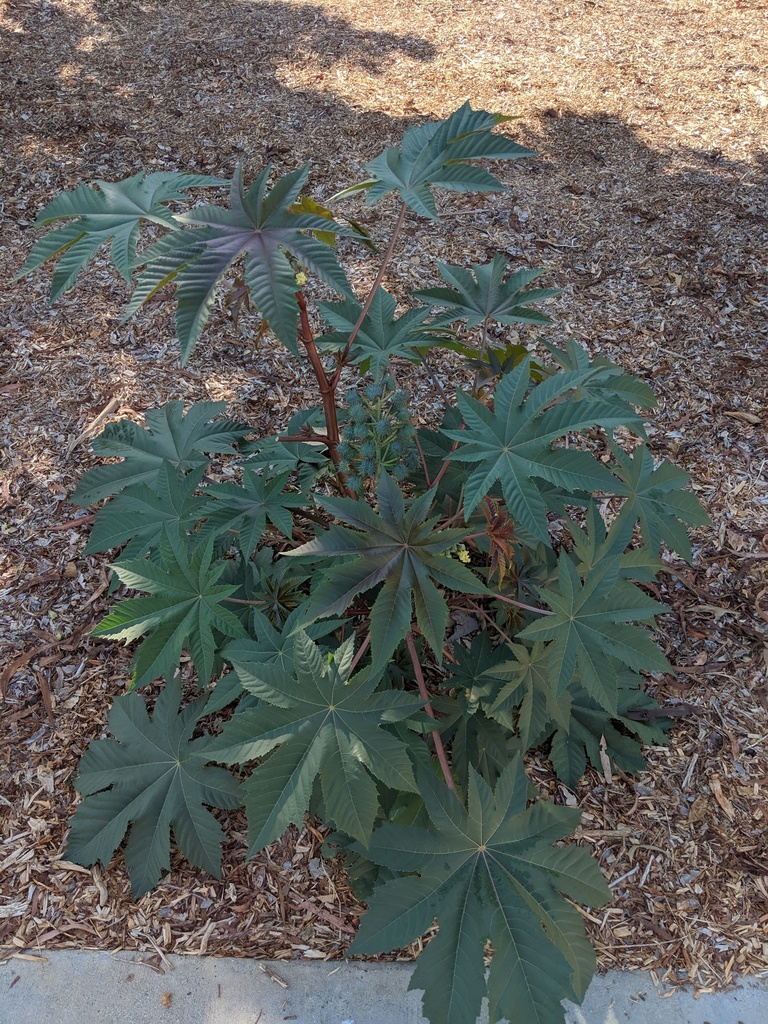 Castor Bean