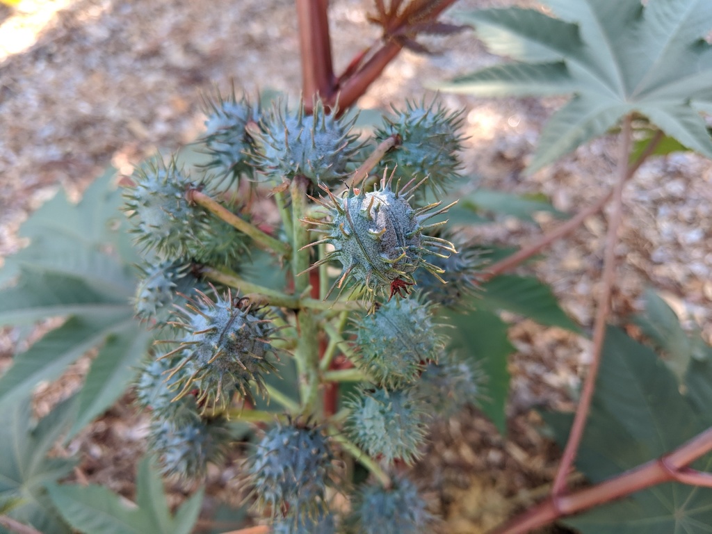 Castor Bean