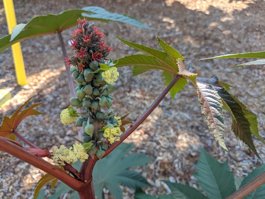 Castor Bean