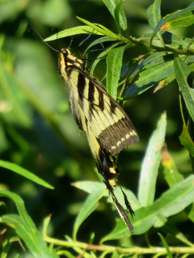Common Swallowtails