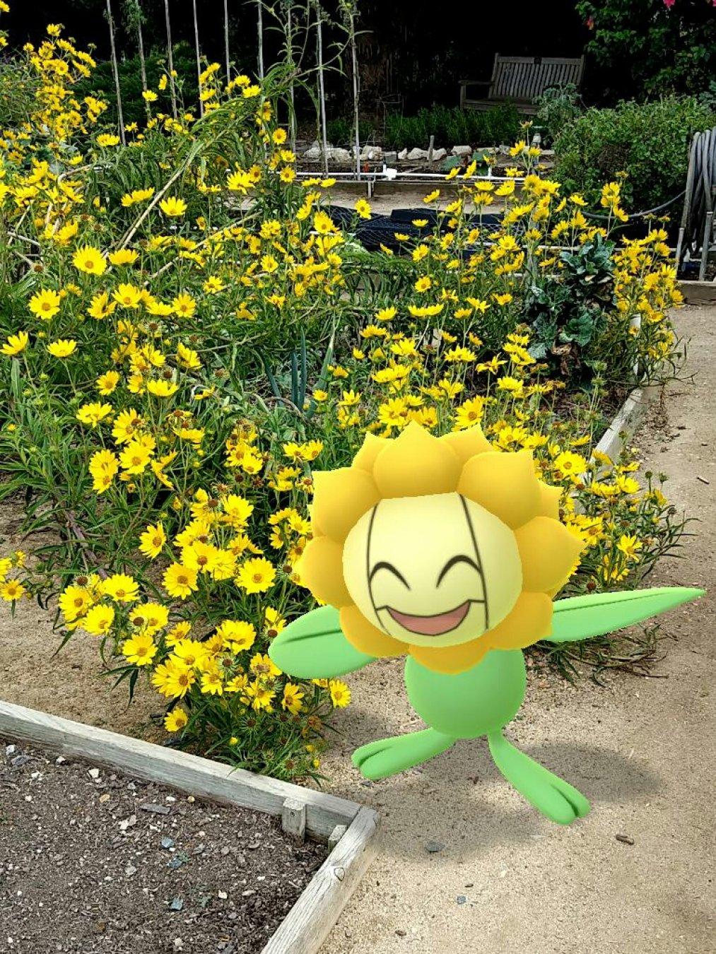 Does anyone know whether the #PlantsVsZombies #sunflower was inspired by the Sunflora #Pokemon? #garden #flowers #PokemonGo #TheresAZombieOnYourLawn