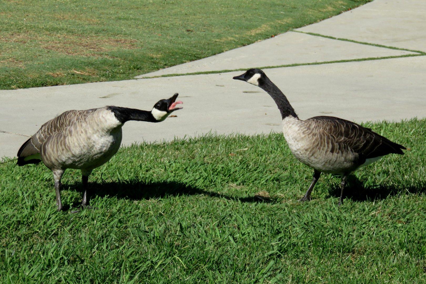 Two geese, one shouting at the other.
