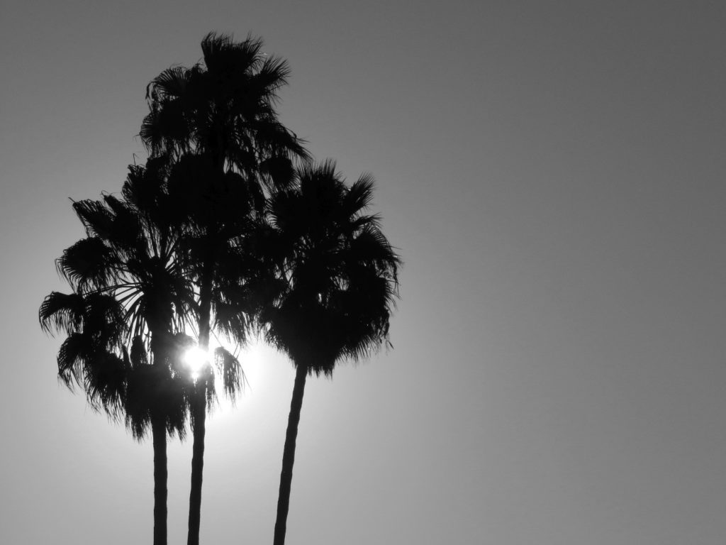 Palm Trees in silhouette