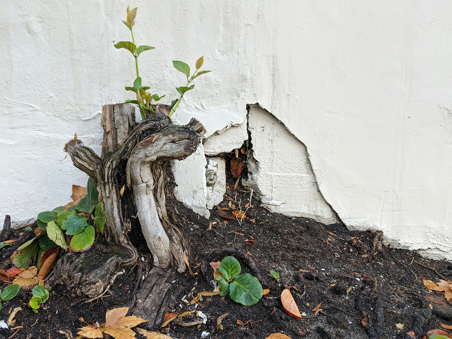 Spotted while walking down the street.#photo #TreeStump 