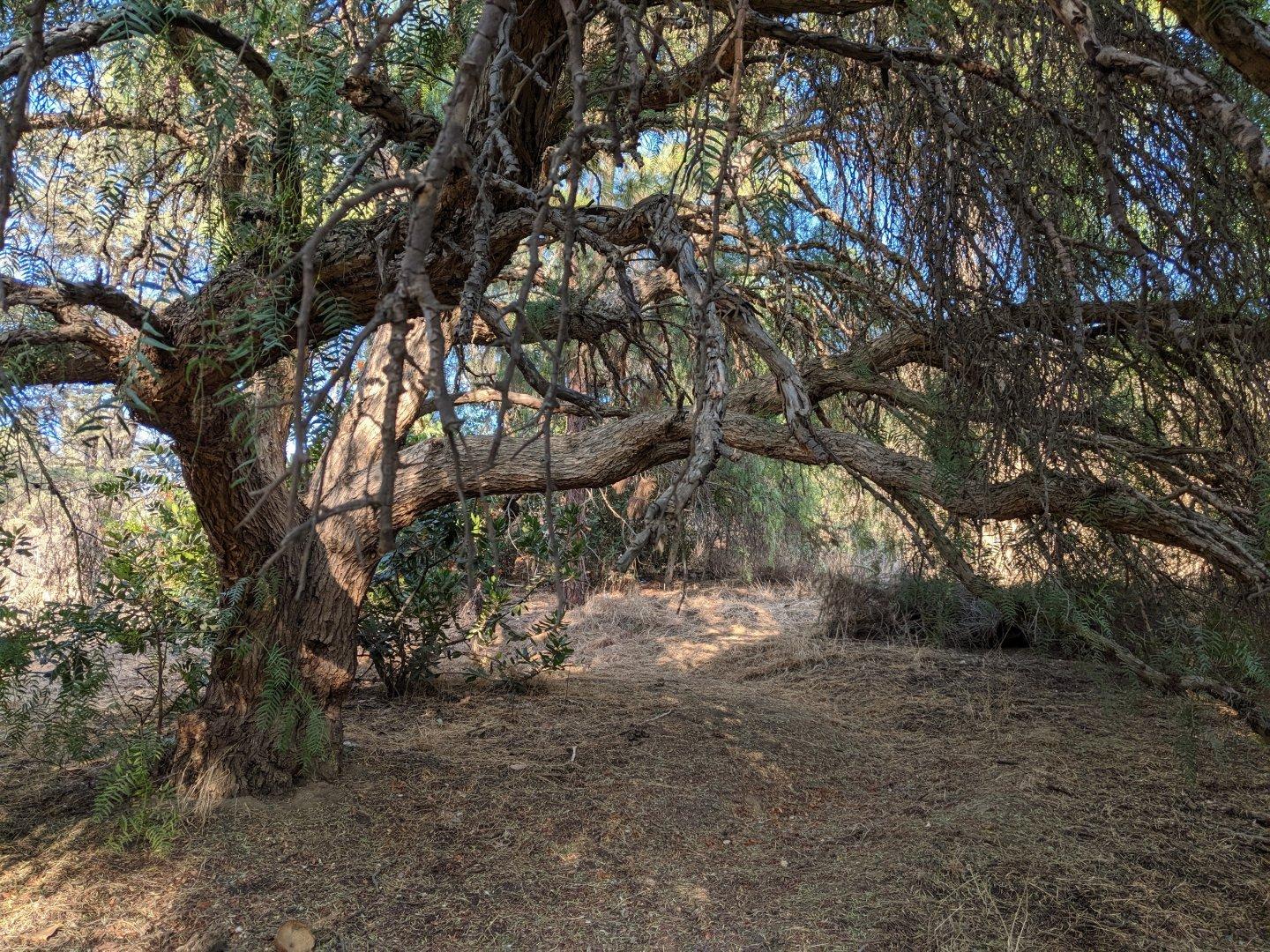 In the shade of the peppertree. #trees #shade #nature #hiking