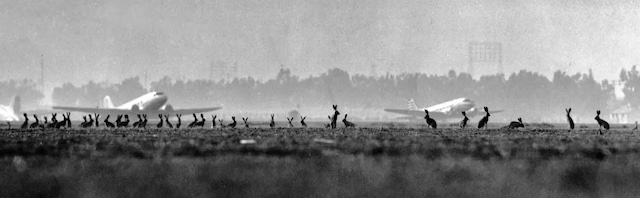 Line of rabbits along the ground, silhouetted against some old-looking airplanes and trees in the distance.