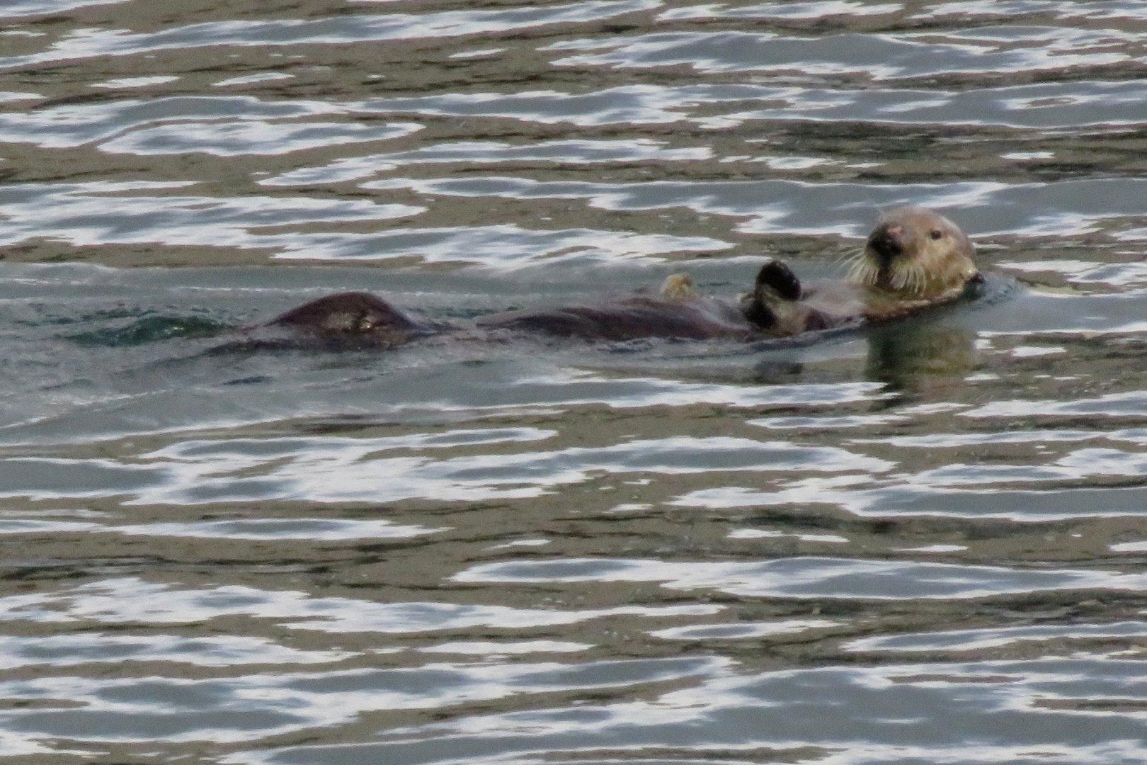 One of at least three sea otters I saw during a few minutes walking along the shoreline of Monterey Bay near Old Fisherman's Wharf last weekend. #animals #nature #otters #ocean #Monterey #California