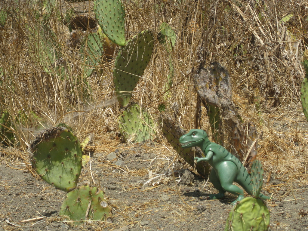 Prickly Pears