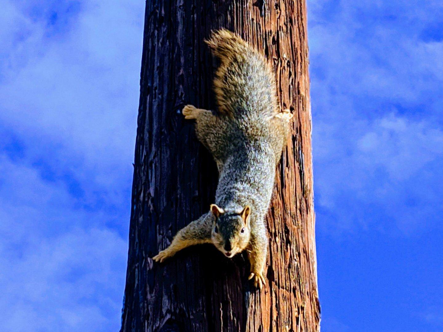 Squirrel climbing down a telephone pole