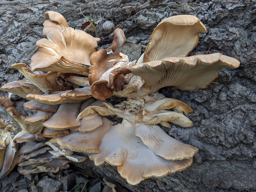Oak Bracket or Sumemr Oyster Mushroom