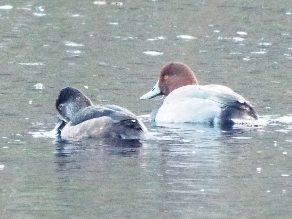 Two ducks swimming, one with a black head and the other with a reddish-brown head.