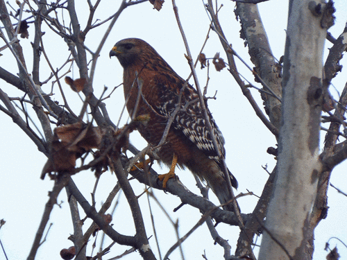 The coolest sighting was this red-shouldered hawk