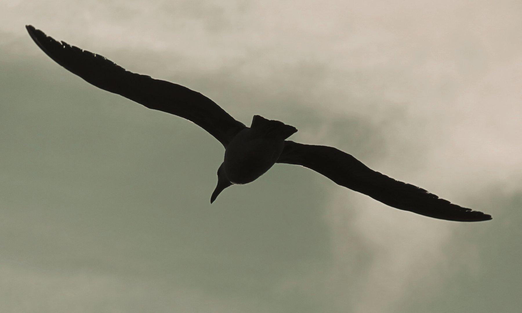 Flight to the sea. #birds #seagull #silhouette