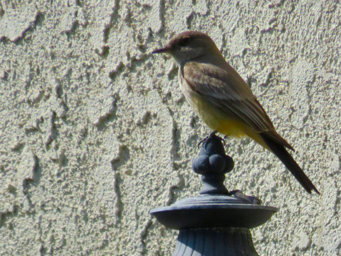 Say's Phoebe perched on an outdoor lamp.