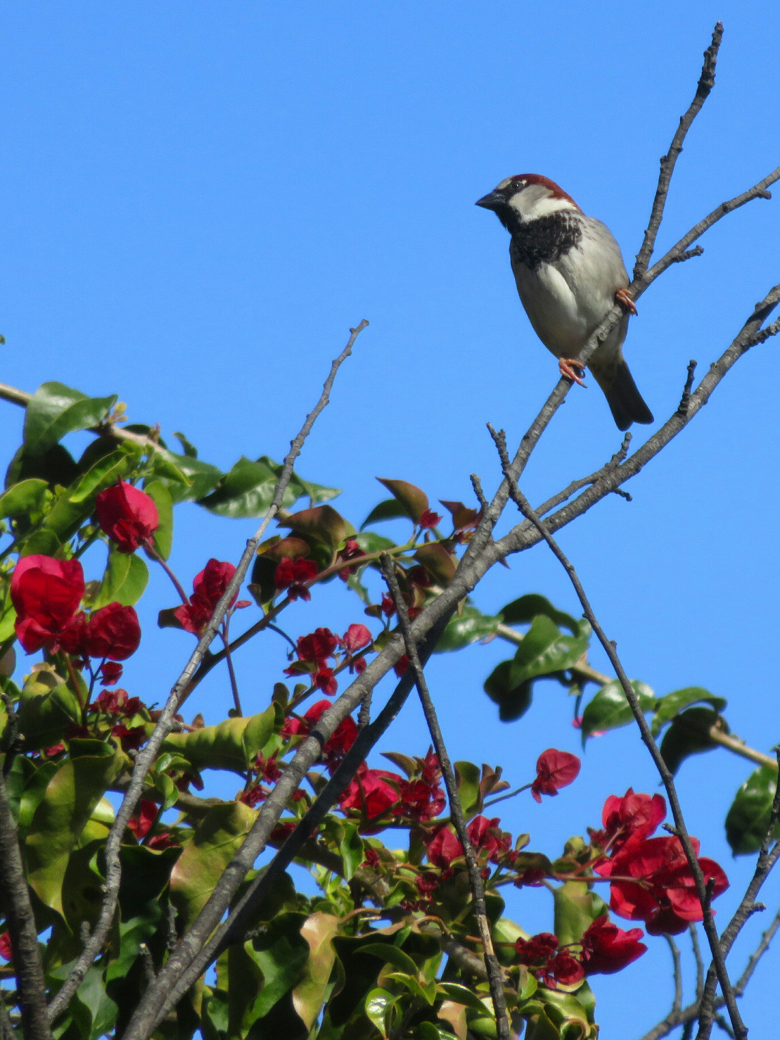 Sparrow Sentinel