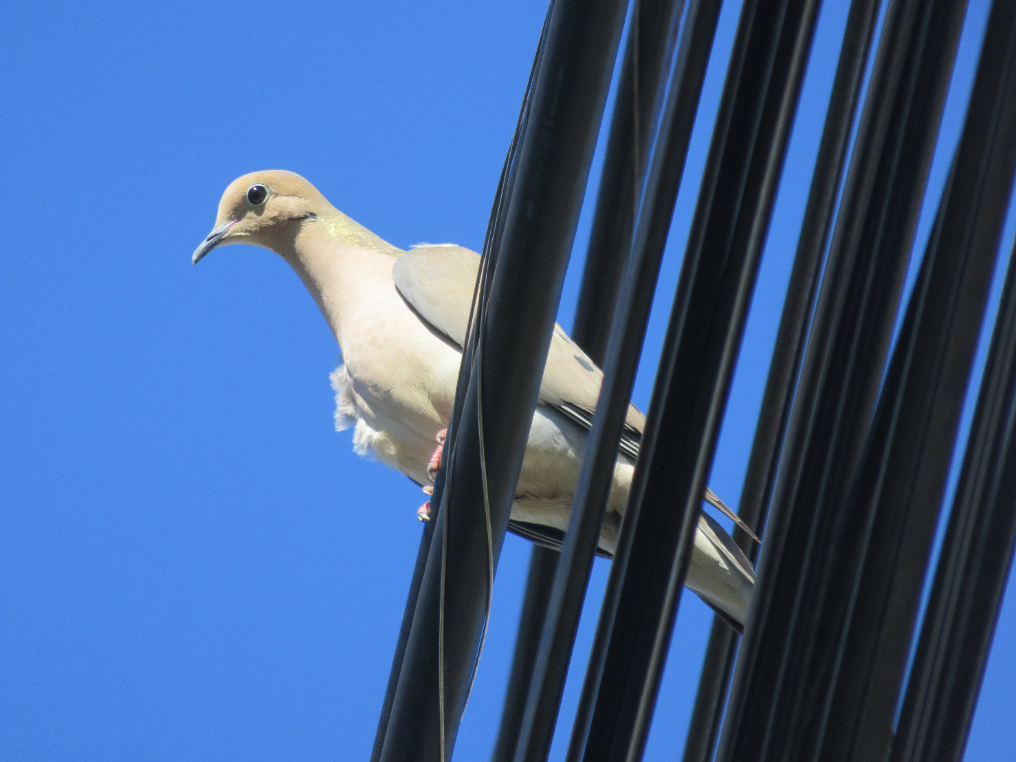 White bird on cables