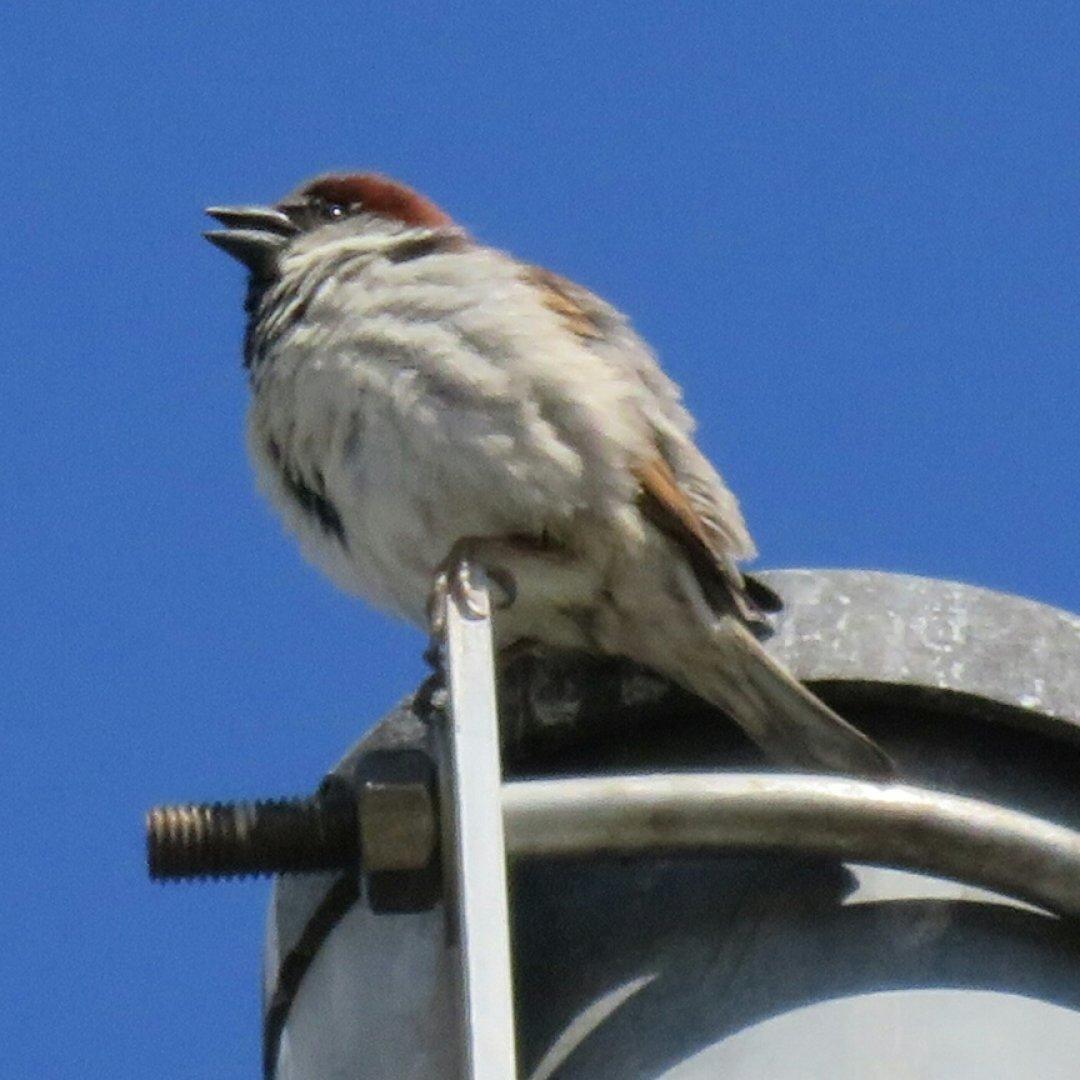 Fluffy #birb. (A #sparrow spotted on top of a light pole. I could *hear* it easily enough, but it took a while to spot it - and once I did, I was glad I had the zoom camera with me.) #birds #iNaturalist https://www.inaturalist.org/observations/39464310