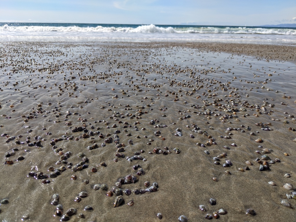 Zillions of tiny shells in the wet sand parallel to the coast.