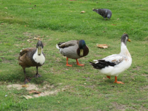 Three ducks ignoring a pigeon.