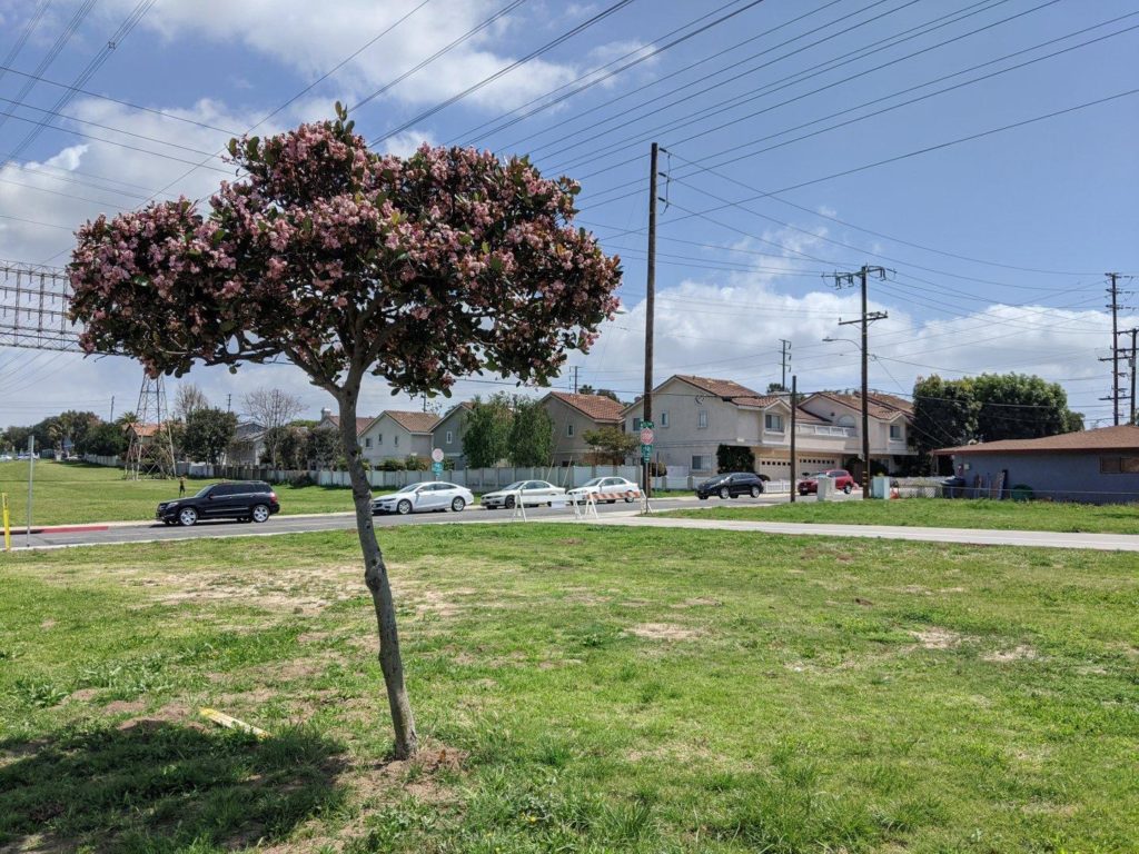 A hawtnorn tree in bloom in a wide, empty field. In the distance are a street, a bike path, and a line of houses.