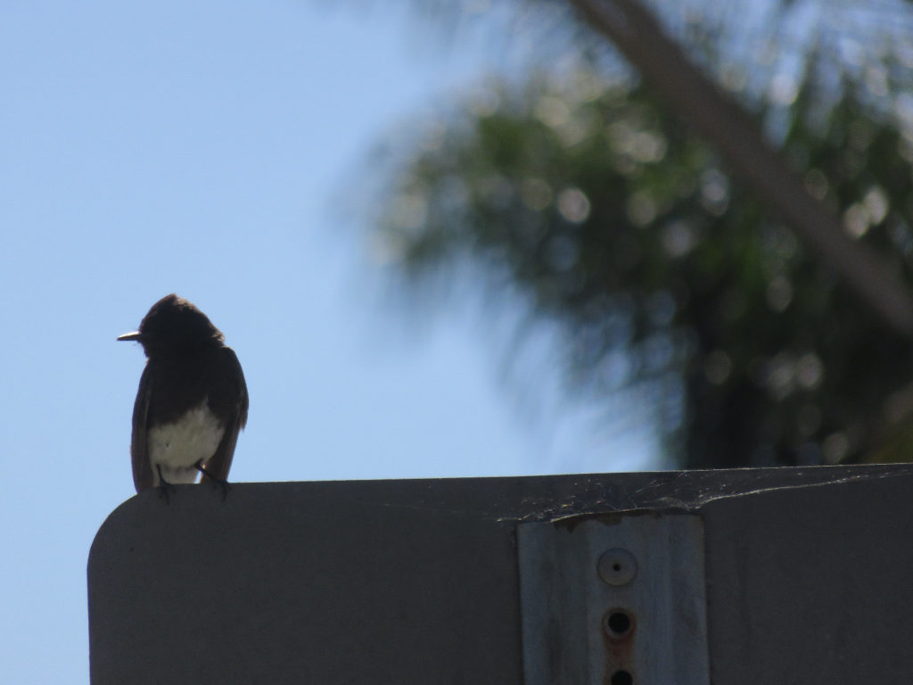 Black phoebe on a sign, blurry palm tree in the background.