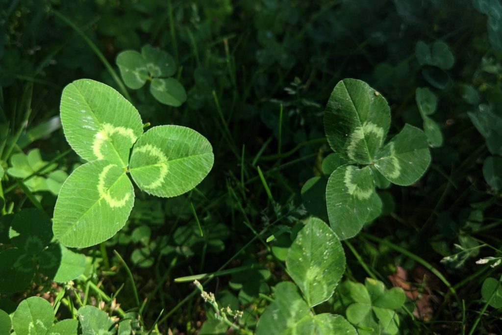 Large clover leaves in triple-bunches with crescent-like marks on them.