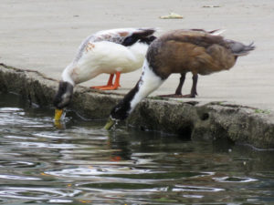 Two ducks drinking at the edge of a cement pond.