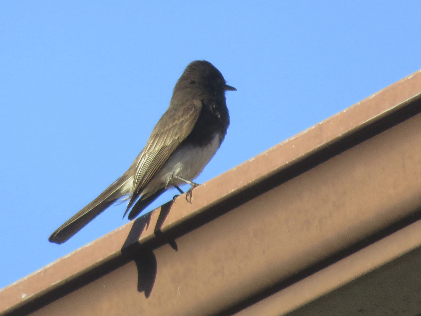 A small black bird perched on a rain gutter.