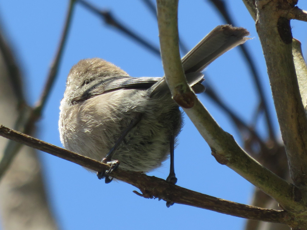 Bushtit