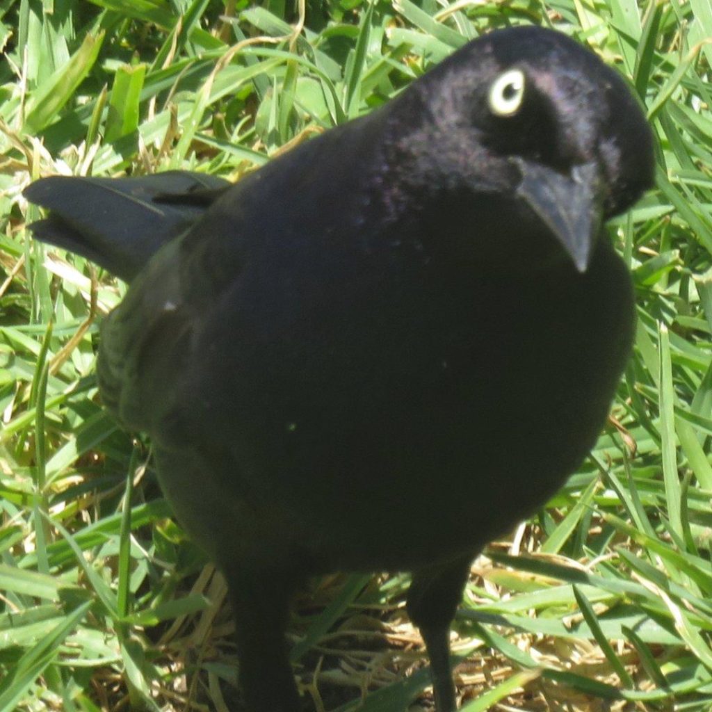Brewer's Blackbird (on lawn) tilting its head.