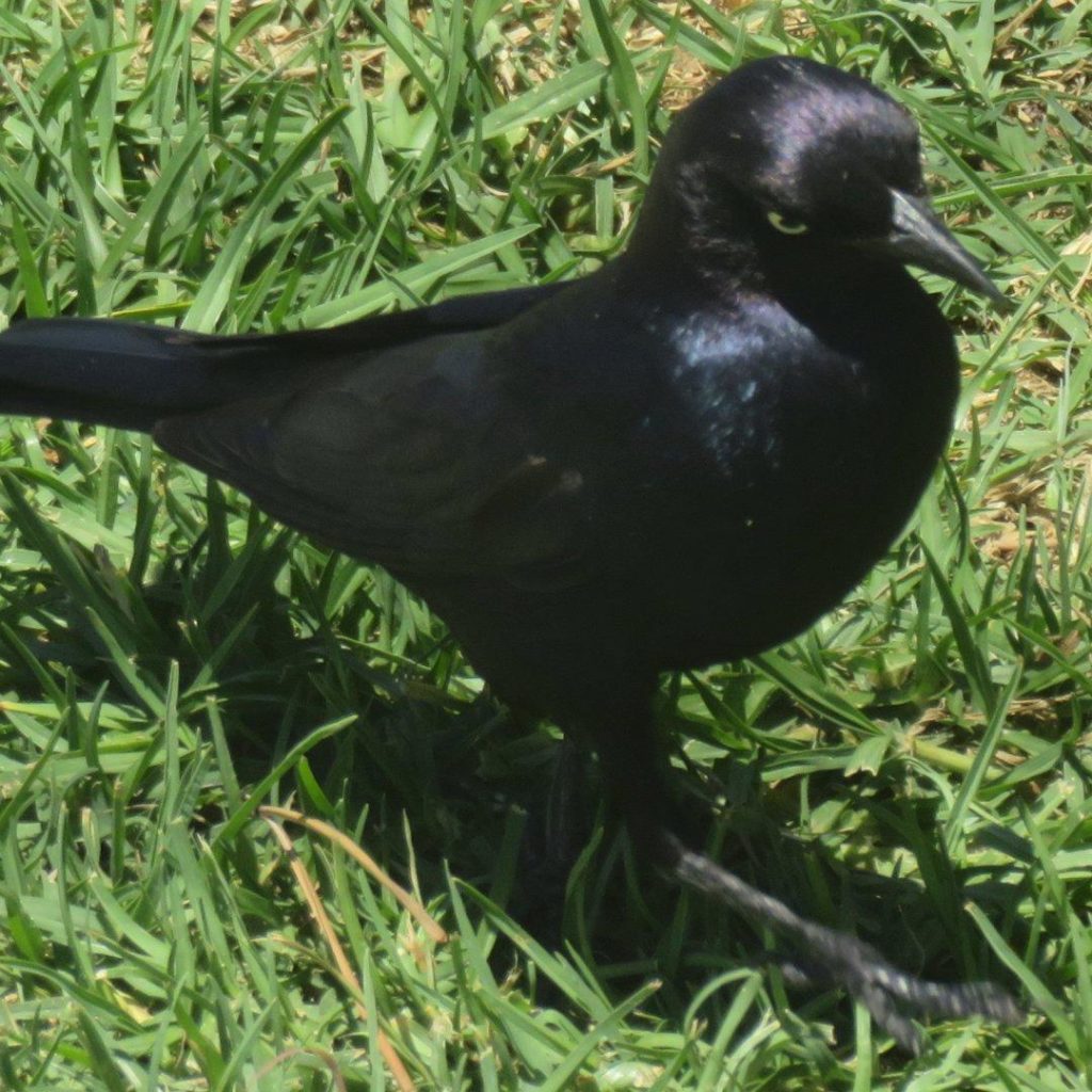 Brewer's Blackbird (on lawn) looking serious.