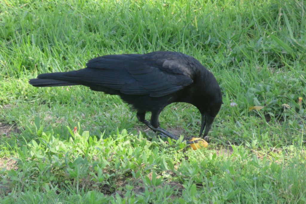 Crow on a lawn eating what looks like a fruit.
