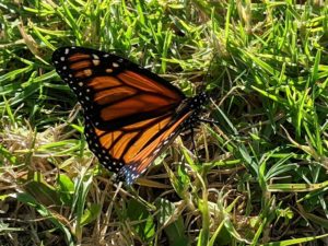 An orange and black butterfly sitting on grass.