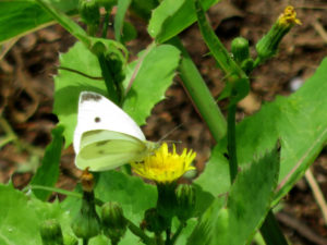 A white butterfly with black spots perched on a dandelion.