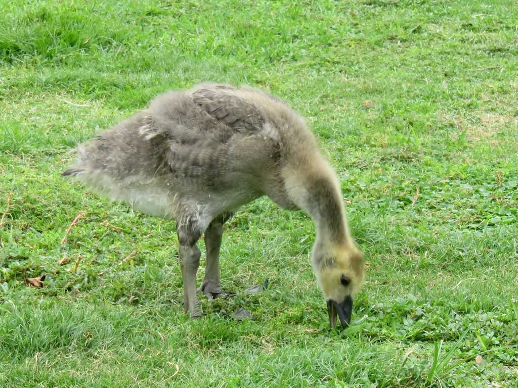 Juvenile goose eating while an adult goose looks on.