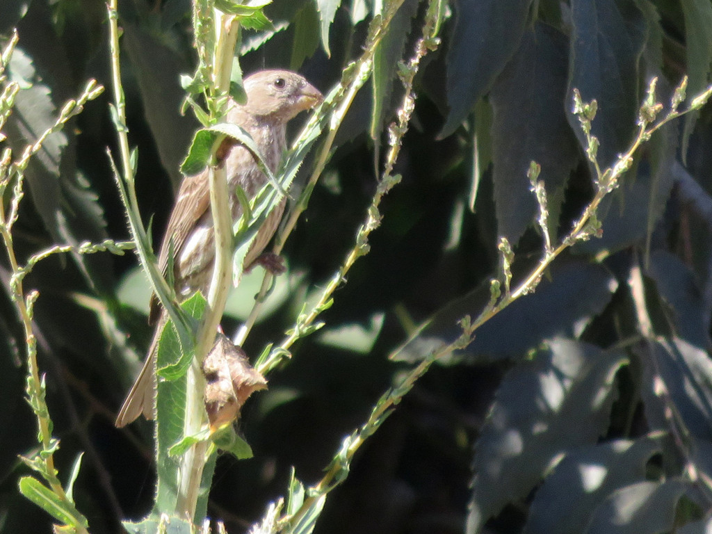 Finches, Euphonias, and Allies