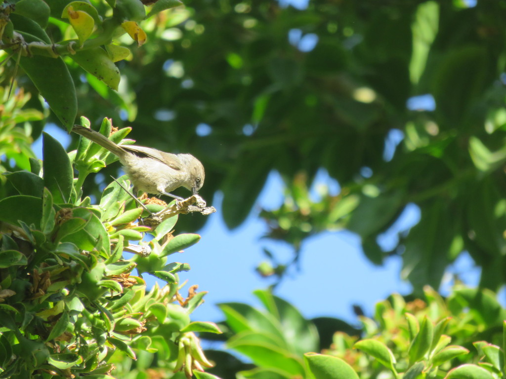 Bushtit