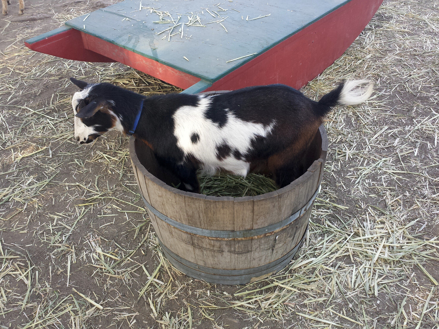 A goat standing in a wooden tub.