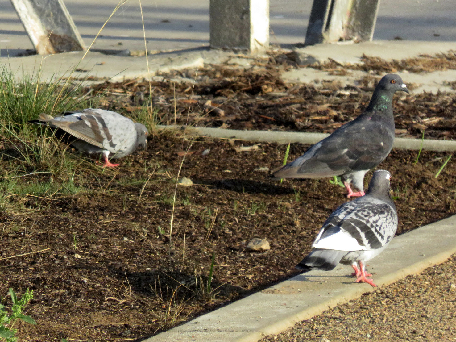 Three pigeons pecking around on the ground.